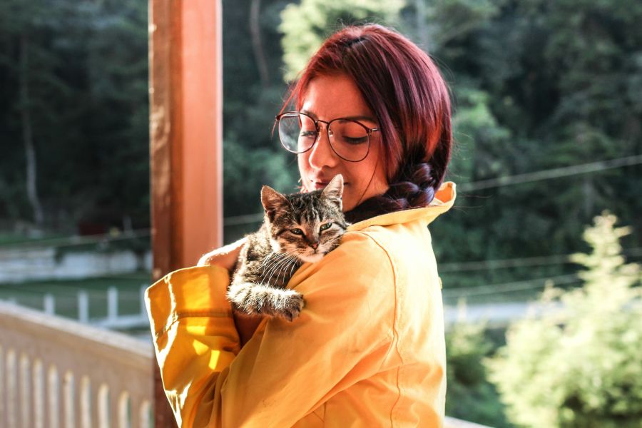 So voll die Tierheime sind, so gross ist die Nachfrage nach Katzenadoptionen in den Tierheimen.