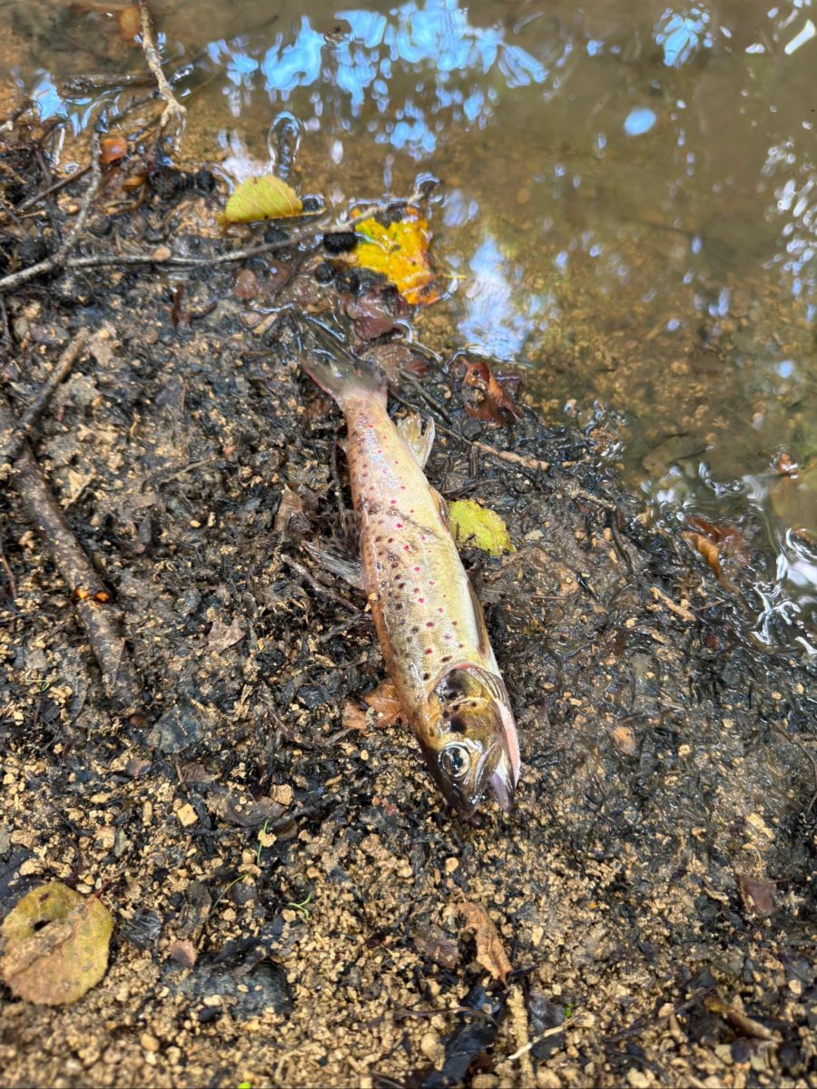 Die Fische, die nicht umgesiedelt werden können, sterben massenweise.