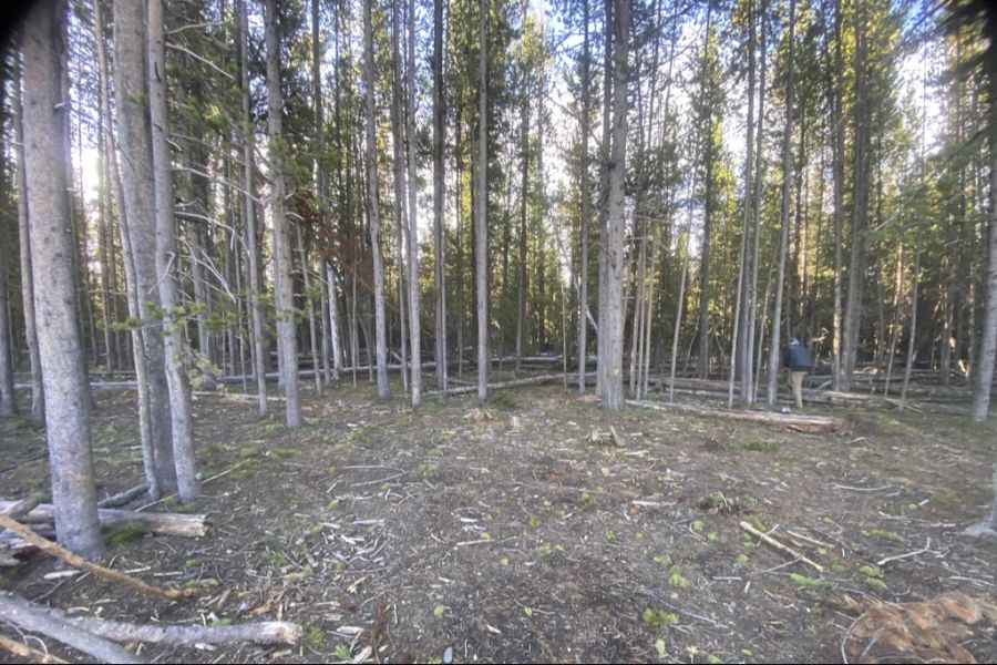 Tagelang suchten seine Besitzer in diesem Waldstück nach ihrem Tier, konnten es aber nicht finden.