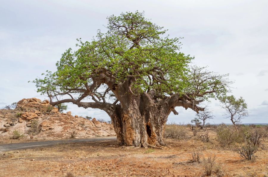 Baobab-Baum im südafrikanischen Limopo