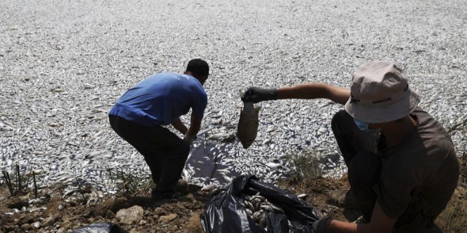 Täglich sammeln Helfer bei Volos Dutzende Tonnen toter Fische ein. Fischstreben Helfer Volos Griechenland