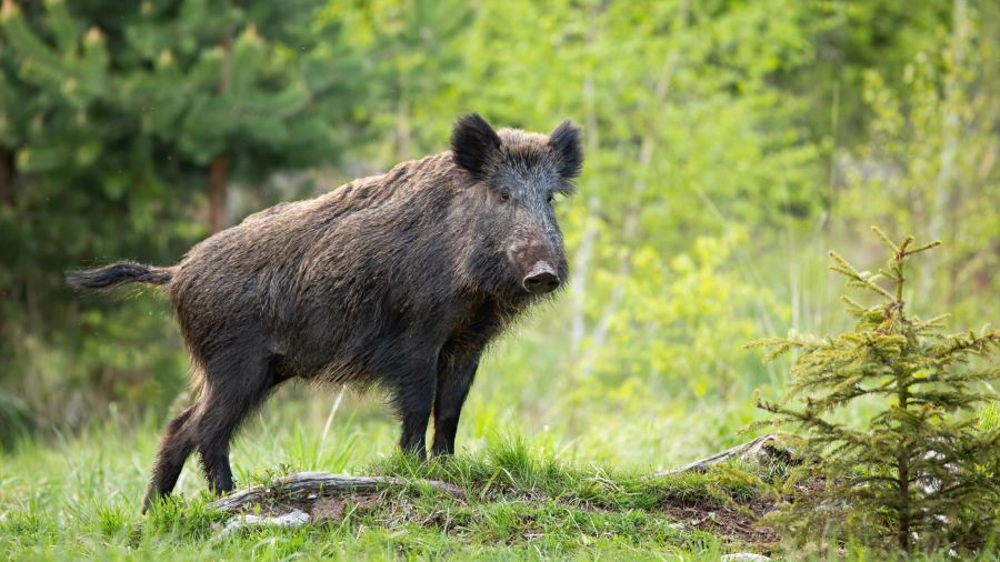 Wildschwein