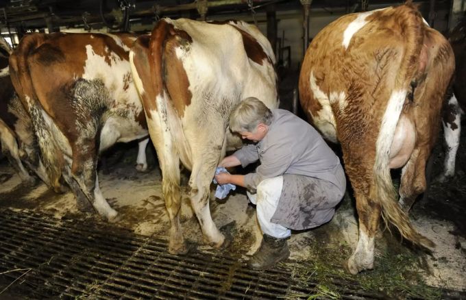 Die Arbeit auf dem Hof leisten viele Frauen ohne Arbeitsvertrag, Lohn oder Sozialleistungen. Bäuerinnenn Frauenstreik Landfrauen