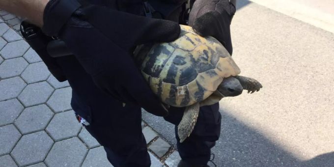 Ein Bild der Schildkröte, die heute Mittag im Zürcher Kreis 2 gefunden wurde. Schildkröte