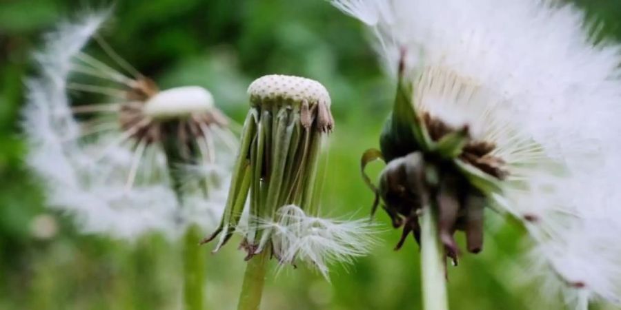 Löwenzahnpflanzen, sogenannte Pusteblumen, stehen in einem Feld. Foto: Abdulrahman Zubeir Haji