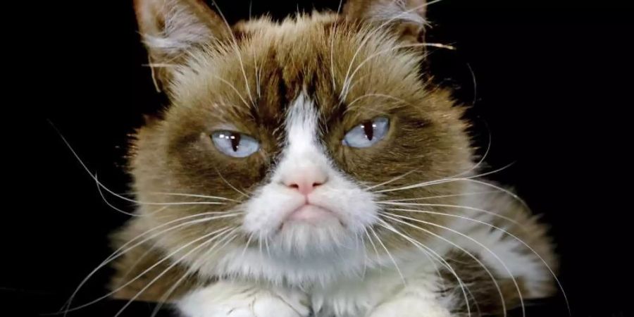 «Grumpy Cat» wurde durch ihr mürrisches Gesicht zur Internet-Sensation. Foto: Richard Vogel/AP