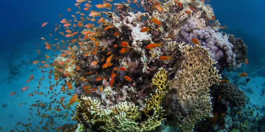 Fische am Great Barrier Reef, einem sehr stark gefährdetem Biotop. Foto: James Cook University/AAP