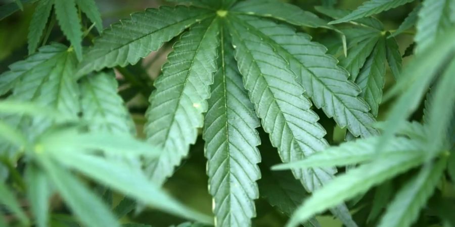 Cannabispflanzen
