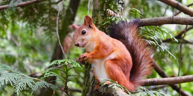 Eichhörnchen im Baum