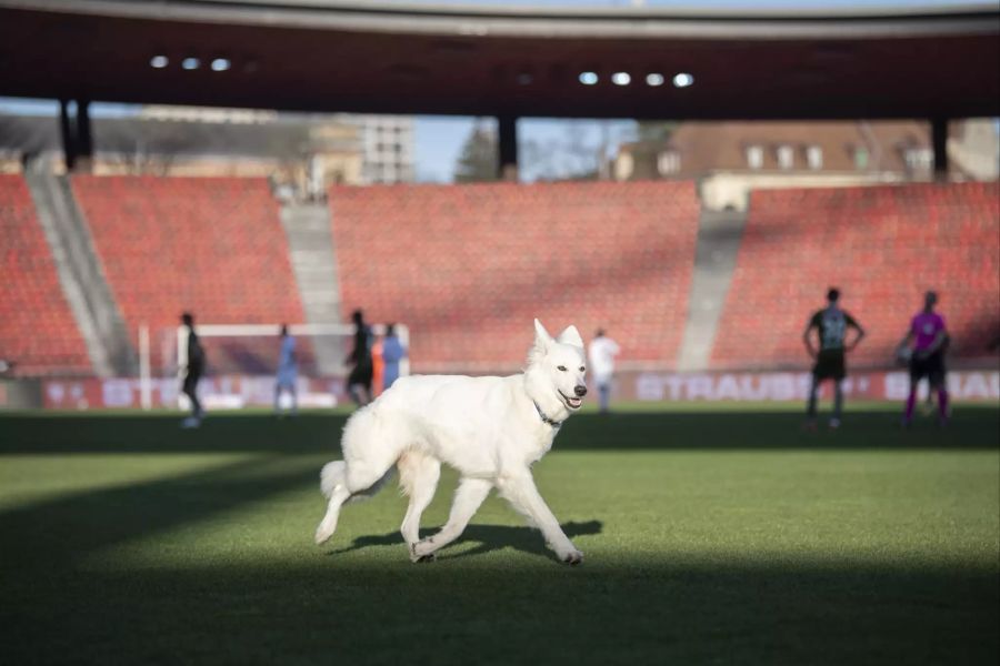 Präsidenten-Hund «Chilla» stürmt beim Spiel des FCZ gegen Sion das Spielfeld.