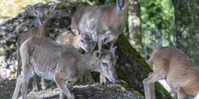 In Vionnaz wurde bereits zum dritten Mal ein Mufflon Schaf von einem Wolf angegriffen. (Archivbild) Vionnaz