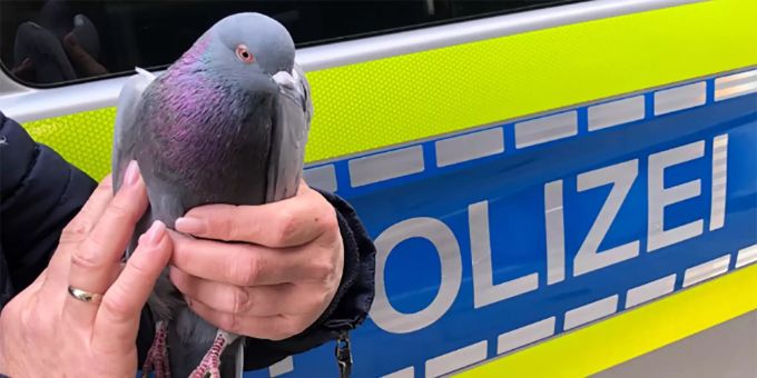 Eine Polizistin hält eine Taube in der Hand. Eingesperrt in einem leerstehenden Ladenlokal wäre dem Tier der Lockdown beinahe zum Verhängnis geworden. Taube