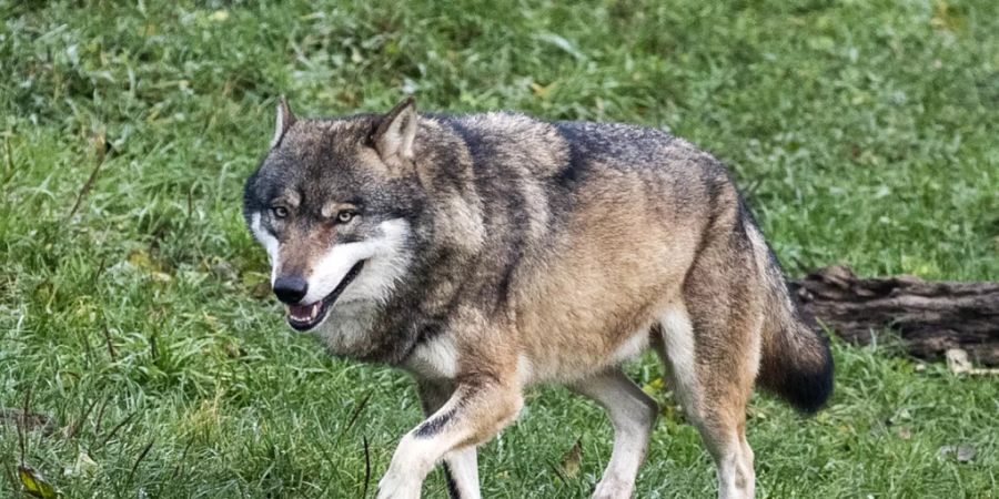 Der Wolf, der am 5. März in Appenzell Innerrhoden eine Ziege gerissen hat, stammte ursprünglich aus Italien (Symbolbild).