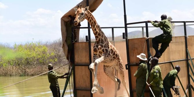 Neun Giraffen in Kenia