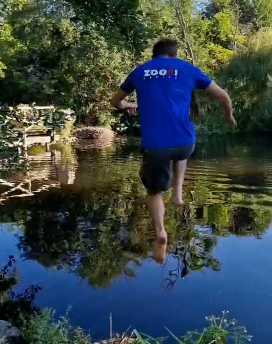 Ein Tierpfleger spring für die «Teich-Challenge» in einen Tümpel in einem Gehege im Zoo Zürich.