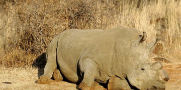 rhinozeros elfenbein