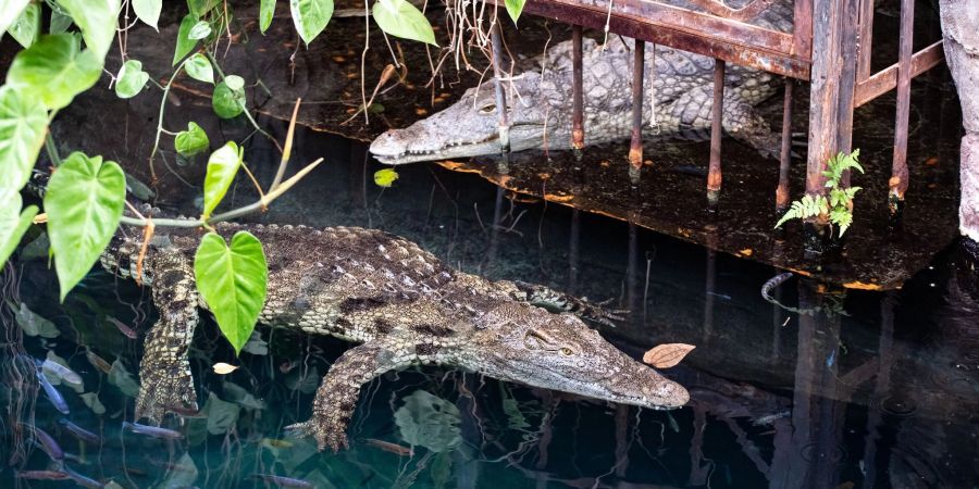 Neuzugang Linyanti schwimmt im Becken vor der am Ufer liegenden Mia. Der Tierpark Hagenbeck hat Neuzugänge bei den Nilkrokodilen vorgestellt.