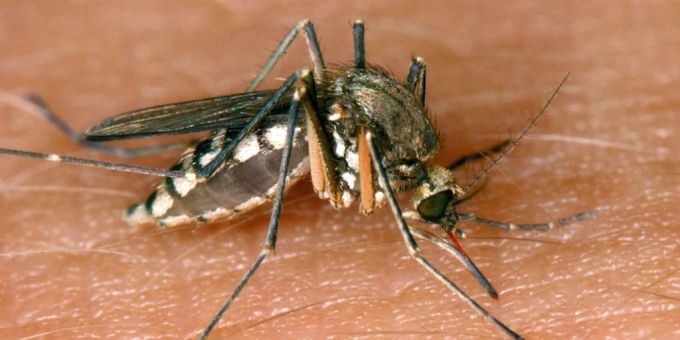 In der EU haben sich 144 Personen mit dem West-Nil-Virus angesteckt. West-Nil-Virus