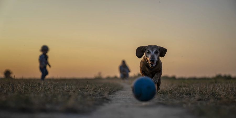 Hund Ball Spielen Park