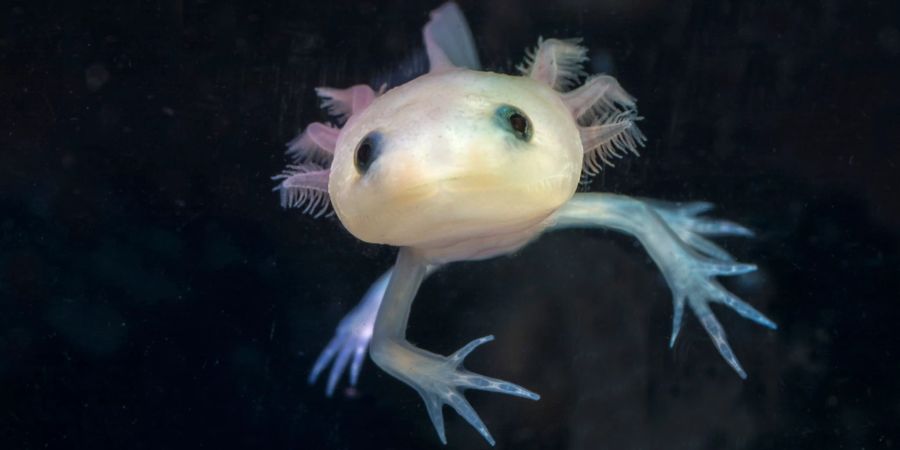 Axolotl