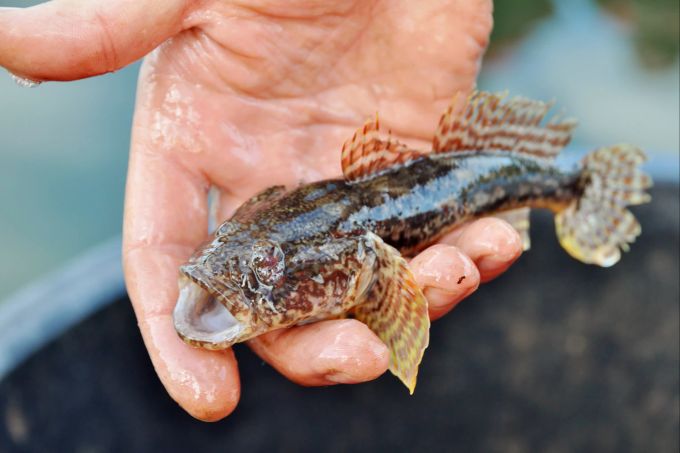 Die Schwarzmund-Grundel, eine ursprünglich im Schwarzen Meer heimische Art, vermehrt sich schnell und ist seit Jahren massenhaft in Deutschlands grossen Flüssen unterwegs. Hand Fisch Grundel Schwarzmeer