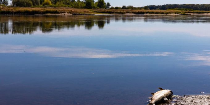 Ein verendeter Fisch schwimmt in der Oder bei Brieskow-Finkenheerd. Die Oder ist Grenzfluss zwischen Polen und Deutschland. Ein verendeter Fisch schwimmt in der Oder bei Brieskow-Finkenheerd. Die Oder ist Grenzfluss zwischen Polen und Deutschland.