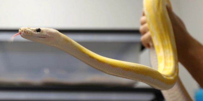 Python Python