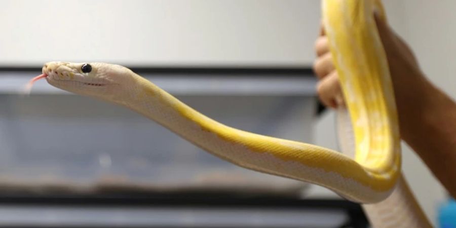 Python