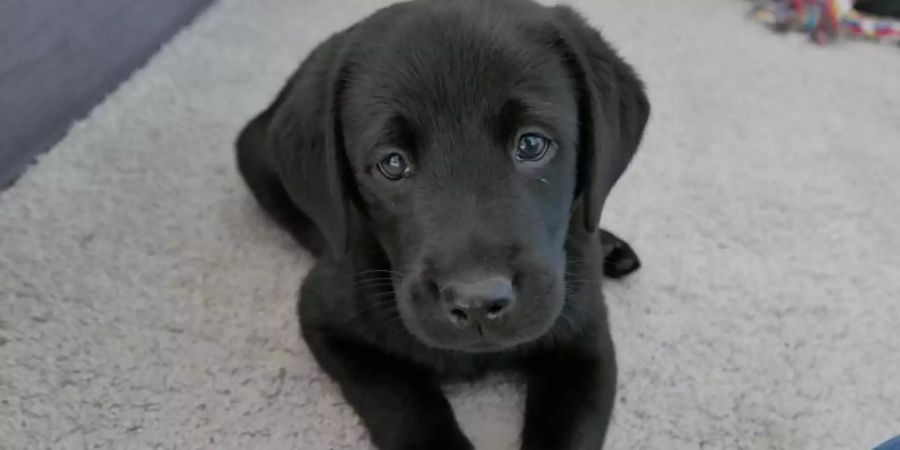 Ein Labrador-Welpe liegt auf einem Teppich. Foto: Insa Kohler/dpa