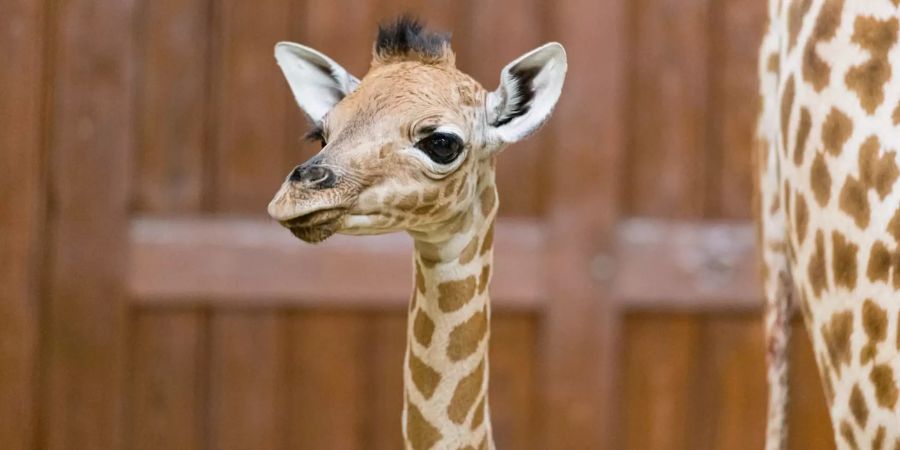 Giraffen-Baby