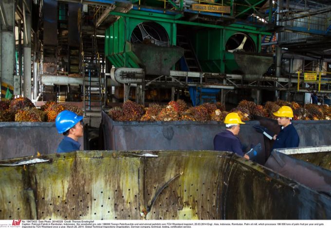 Nicolo Paganini (Mitte): «Es werden qualifizierte Arbeitsstellen für die lokale Bevölkerung geschaffen.» Palmölproduktion Indonesien.