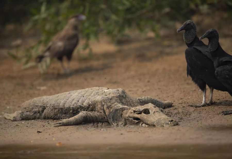 Geier stehen neben dem Kadaver eines Alligators am Ufer des Cuiaba-Flusses im Encontro das Aguas Park im Pantanal-Feuchtgebiet bei Pocone, Bundesstaat Mato Grosso, Brasilien.