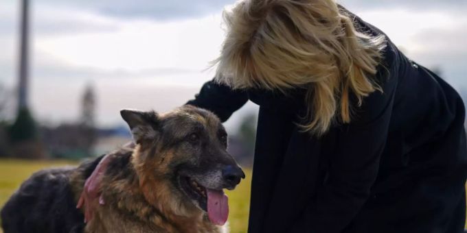 Mit den Bidens zogen auch die beiden Hunde des Präsidentenpaares ins Weisse Haus ein. Im Bild die First Lady Jill Biden mit ihrem Hund namens Champ. (Archivbild) weißes haus joe biden