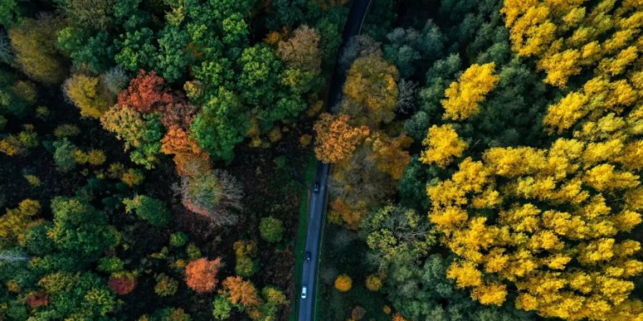 Herbstlich gefärbter Wald