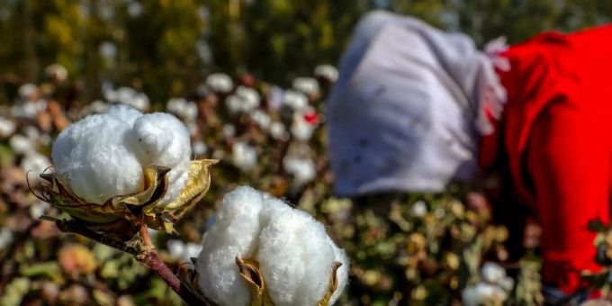 Uiguren leisten in China laut Menschenrechtlern Zwangsarbeit auf Baumwollfeldern. zwangsarbeit