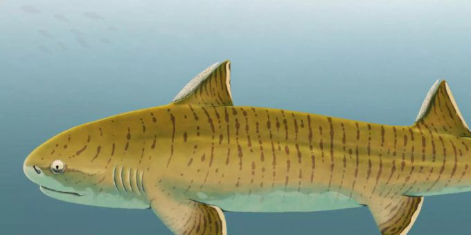 Illustration des Urzeithais namens Asteracanthus: Er gehörte vor 150 Millionen Jahren zu den grössten Vertretern seiner Zeit. asteracanthus