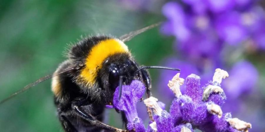 Ein ganzes Paket neuer Regeln soll Insekten mehr Schutz geben. Foto: Jens Büttner/dpa-Zentralbild/dpa