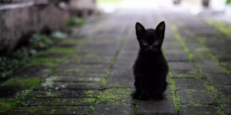 Streuner Katze Strasse Spenden