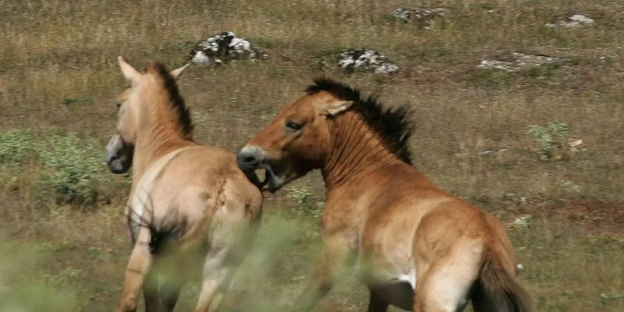 Gefährdete Przewalski-Pferde in der Mongolei