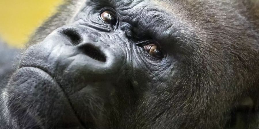 Gorilla