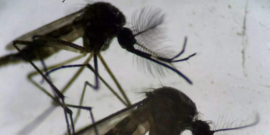 Aedes aegypti-Mücken unter dem Mikroskop