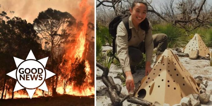 Good News - Papp-Zelte retten australische Wildtiere nach Buschfeuer