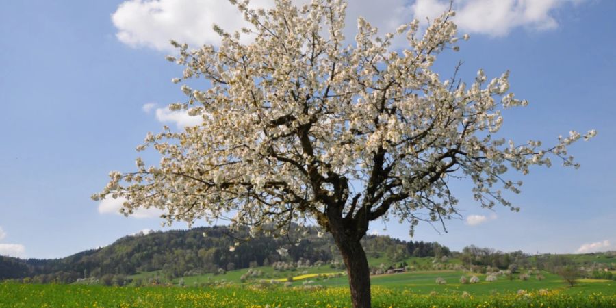 Die Blüten von Kirschbäumen treiben in der Schweiz im Frühjahr deutlich früher aus als noch vor dreissig Jahren. Das zeigen Zeitreihen von Wildkirschbäumen in Liestal BL.