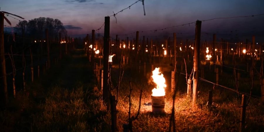 Fackeln in Weinbergen