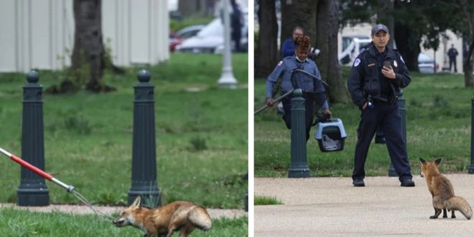 Diese aggressive Füchsin konnte in Washington gefangen werden. Füchsin Washington