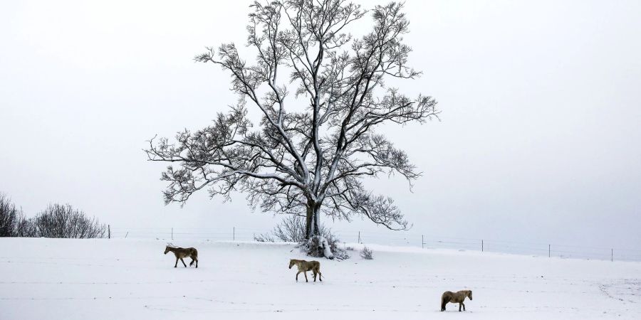 Drei braune Pferde im Schnee.