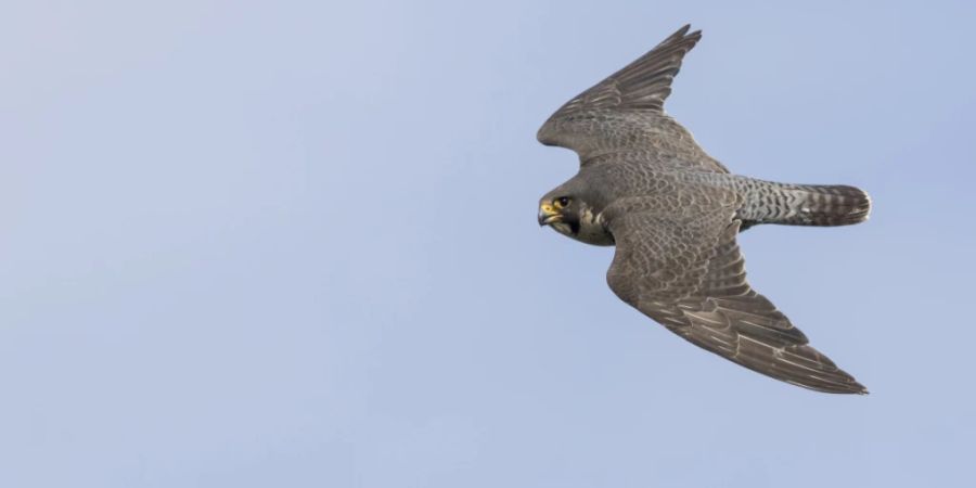 Der Wanderfalke hat einen perfekt stromlinienförmigen Körper. Er gilt als das schnellste Tier der Welt.