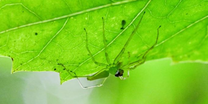 Spinne Spinne