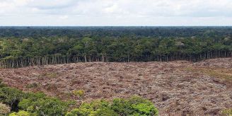 Nicht nur Corona - Immer mehr Viren, weil Regenwald abgeholzt wird