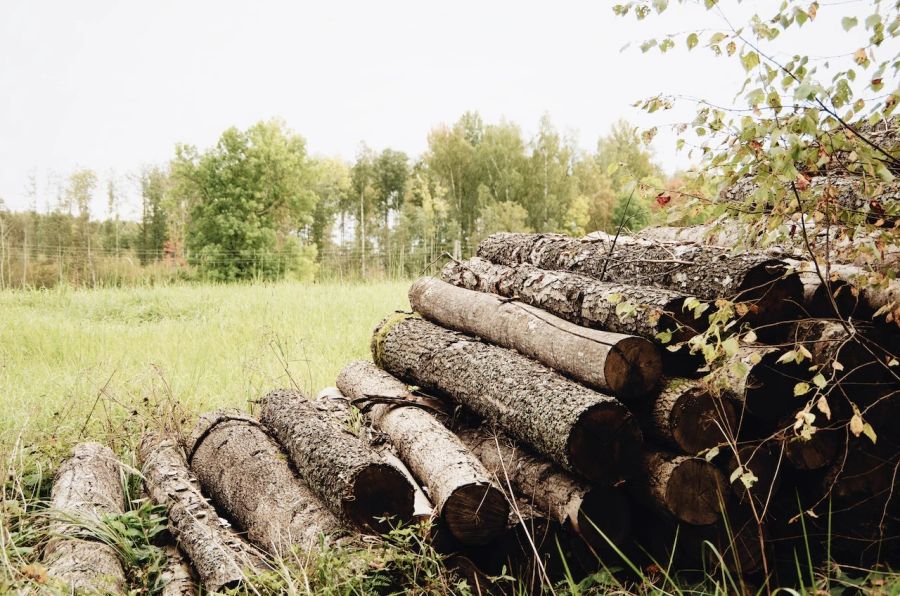 Holz Stämme Äste gefällt Wiese Wald